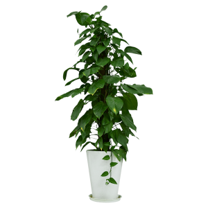 Ficus, or rubber tree