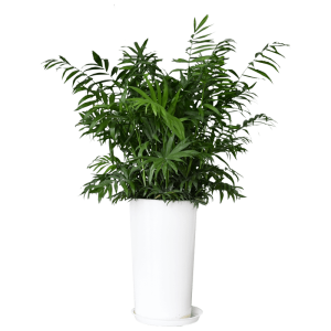 Chinese evergreen